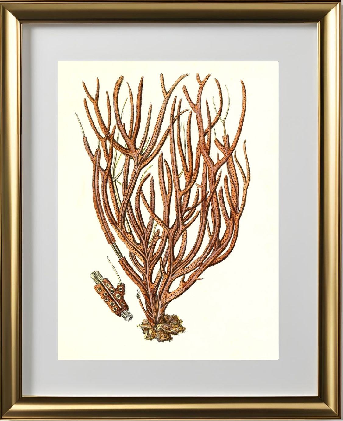 Gorgonia luberola 2