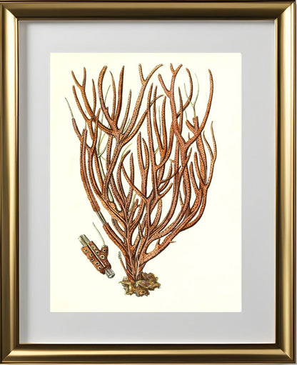 Gorgonia luberola 2