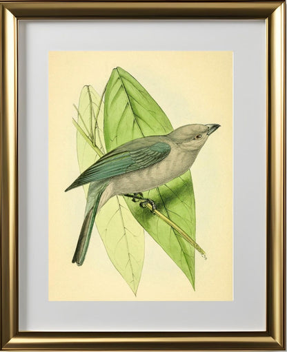 Blue-Grey Tanager