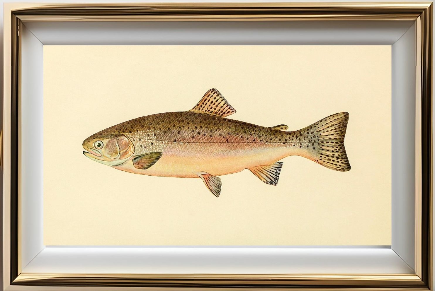 The Rainbow Trout (Adult Male) Salmo-Irideus