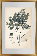 Adiantum Pentadactylon