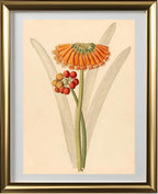 Cyrtanthus (Clivia Nobilis)