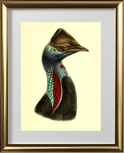 Casuarius Picticollis