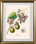 La Pomme Bibi (Passiflora)