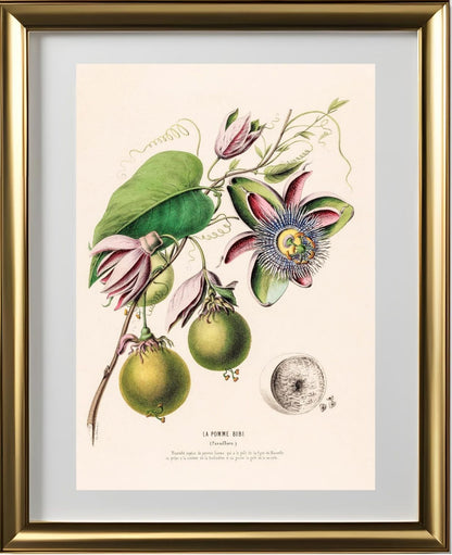 La Pomme Bibi (Passiflora)