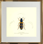 Clerus Lepidus