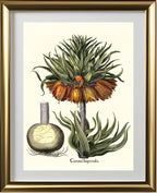 Crown-imperial fritillary