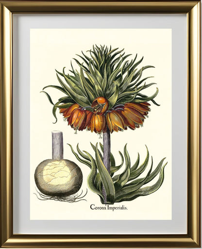 Crown-imperial fritillary
