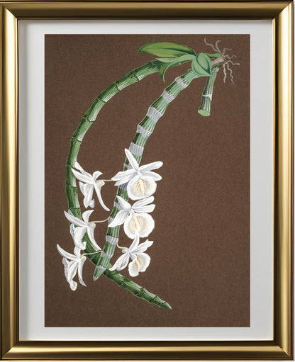 Dendrobium Cretaceum
