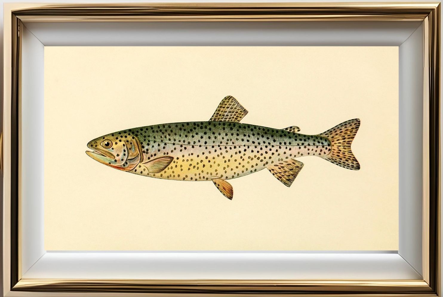 The Tahoe Trout (Adult Male) Salmo-Henshawi