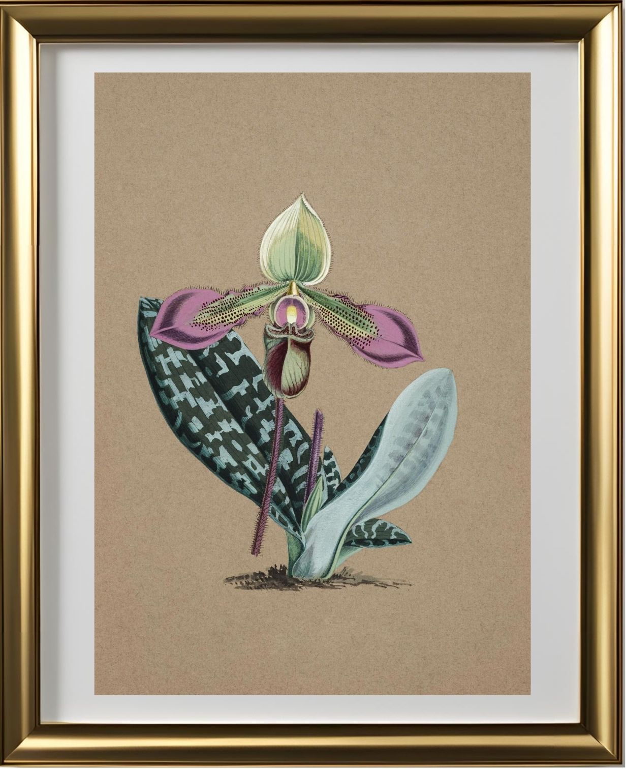 Cypripedium Hookerae