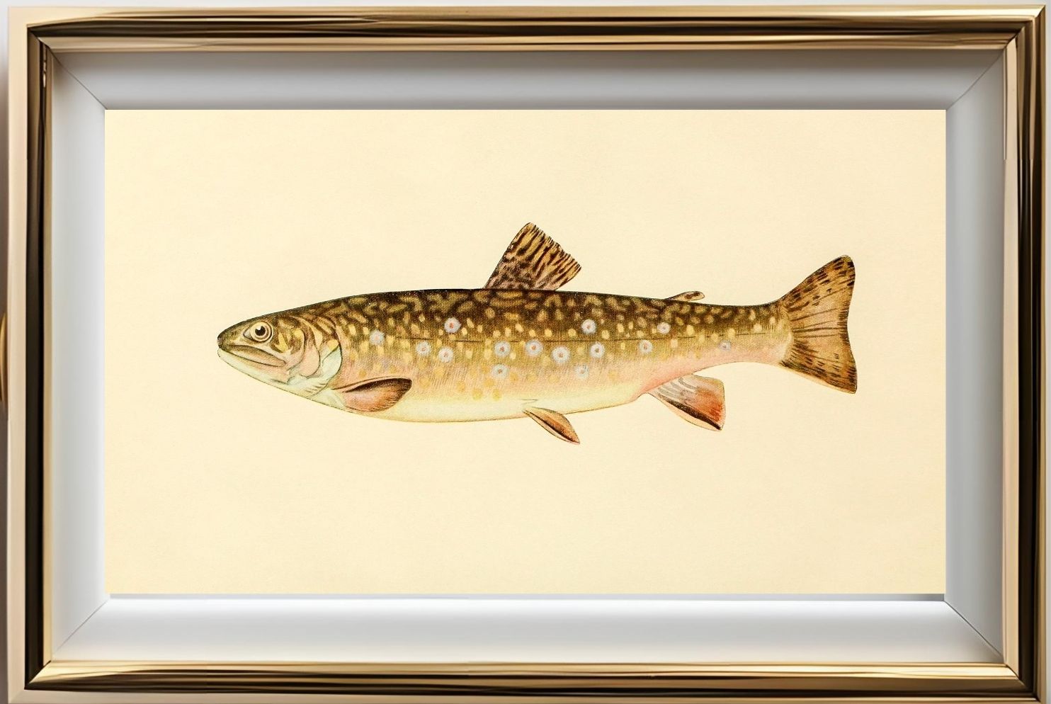 The Brook Trout (Adult Female) Salvelinus-Fontinalis
