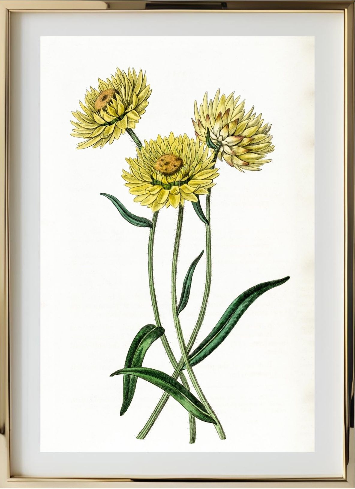 Two-coloured Elichrysum