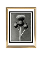 Cirsium Canum (Queen Anne Thistle)