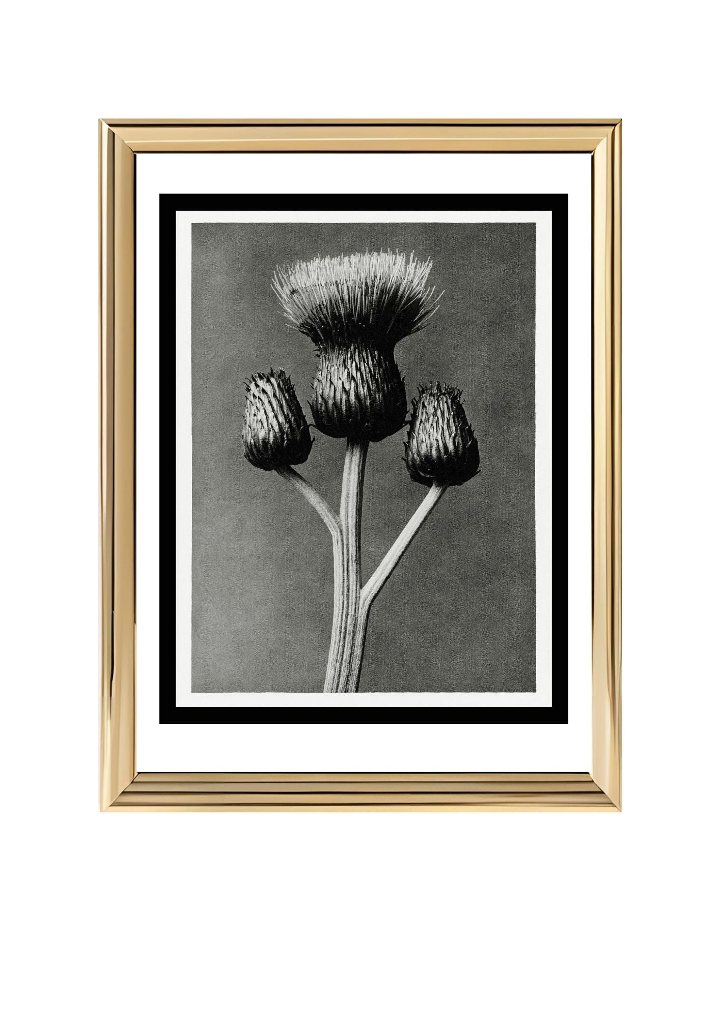 Cirsium Canum (Queen Anne Thistle)