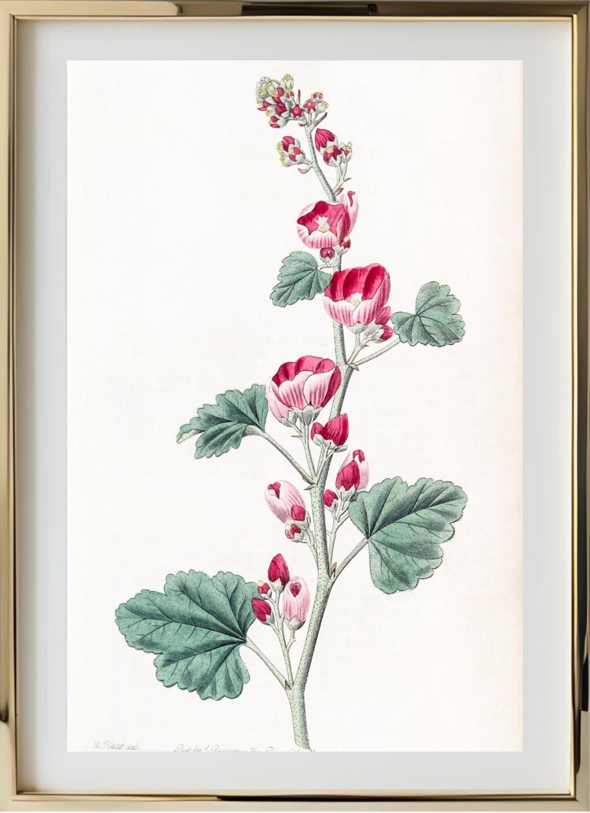 Mr. Munro's Mallow