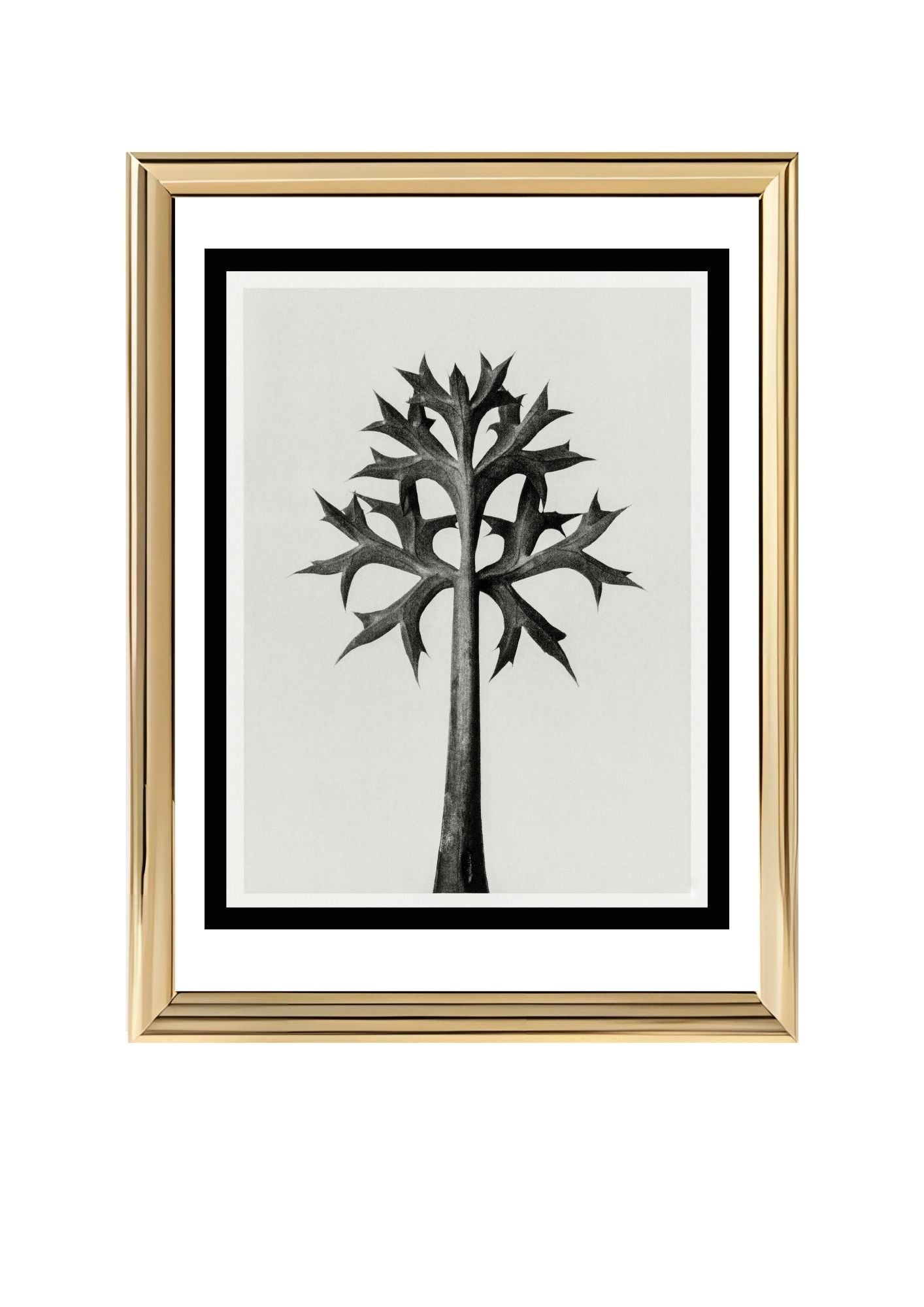 Eryngium Bourgatii (Mediterranean Sea Holly)