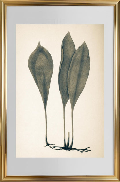 Antrophyum Boryanum