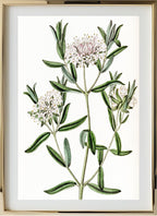 Forest Pimelea
