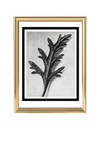 Verbena Canadensis (Rose Mock Vervain)