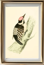 Lesser Spotted Woodpecker
