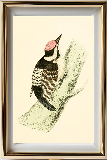 Lesser Spotted Woodpecker