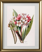 Frangipanier (Plumeria)