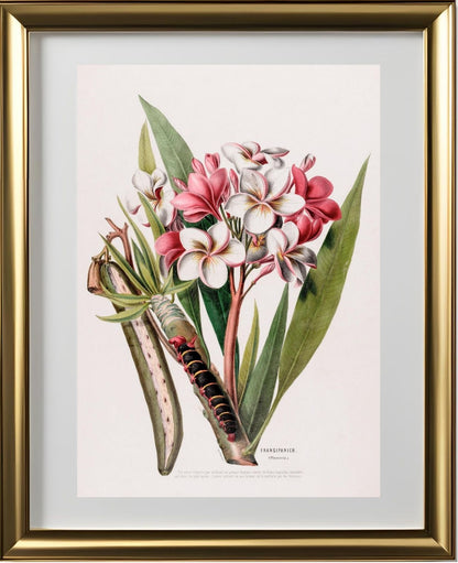 Frangipanier (Plumeria)