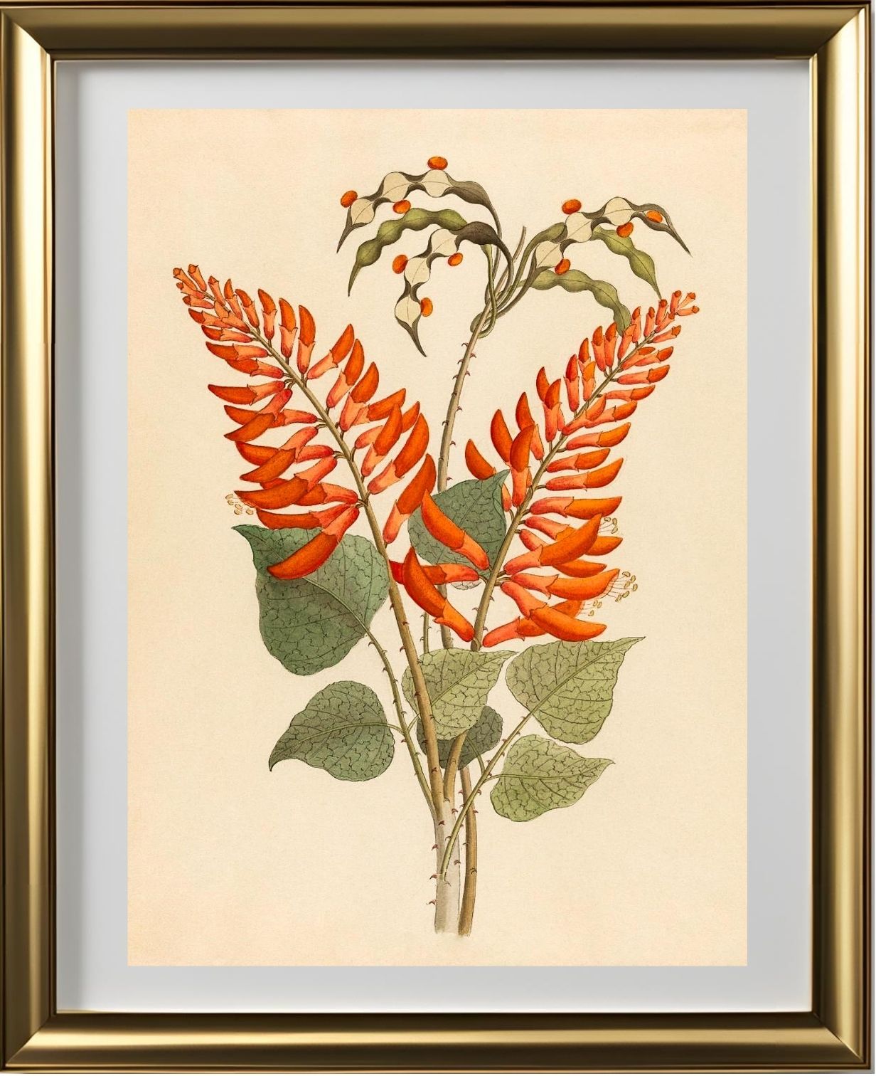 Erythrina, Nov. Specie (Erythrina Humeana)