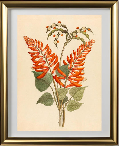 Erythrina, Nov. Specie (Erythrina Humeana)