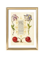 European Columbines and Sweet Cherry