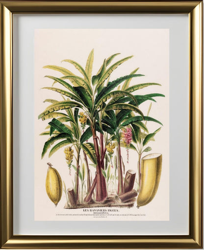Les Bananiers (Musa Paradisica)