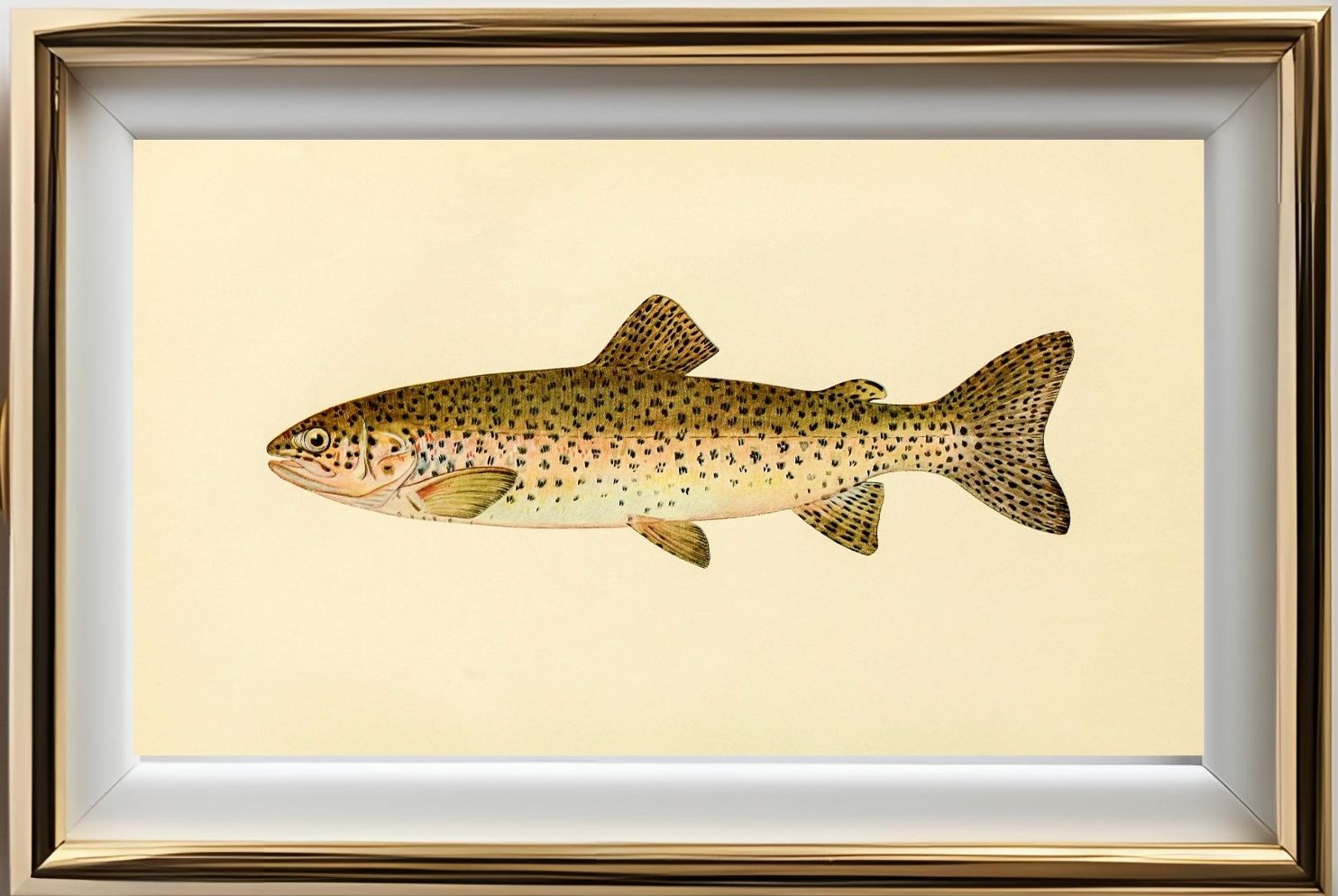 The Steelhead Trout (Adult Male) Salmo-Rivularis