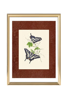 Papilio antinous
