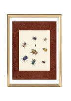 Beetles 1