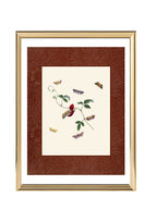 Moths 2