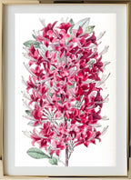 The Highclere Scarlet Azalea