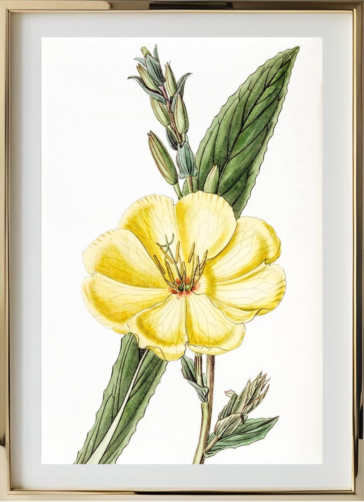 Large-Flowered Biennial Evening Primrose