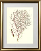 Gorgonia violacea