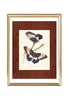 Papilio aegeus