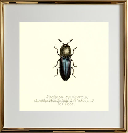 Alaolacon Cyanipennis