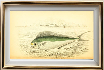 Atlantic Coryphaene or Dolphin
