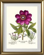 Large crimson corallina peony, Common milkwort