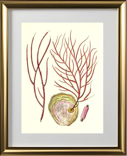 Gorgonia ceratophyta