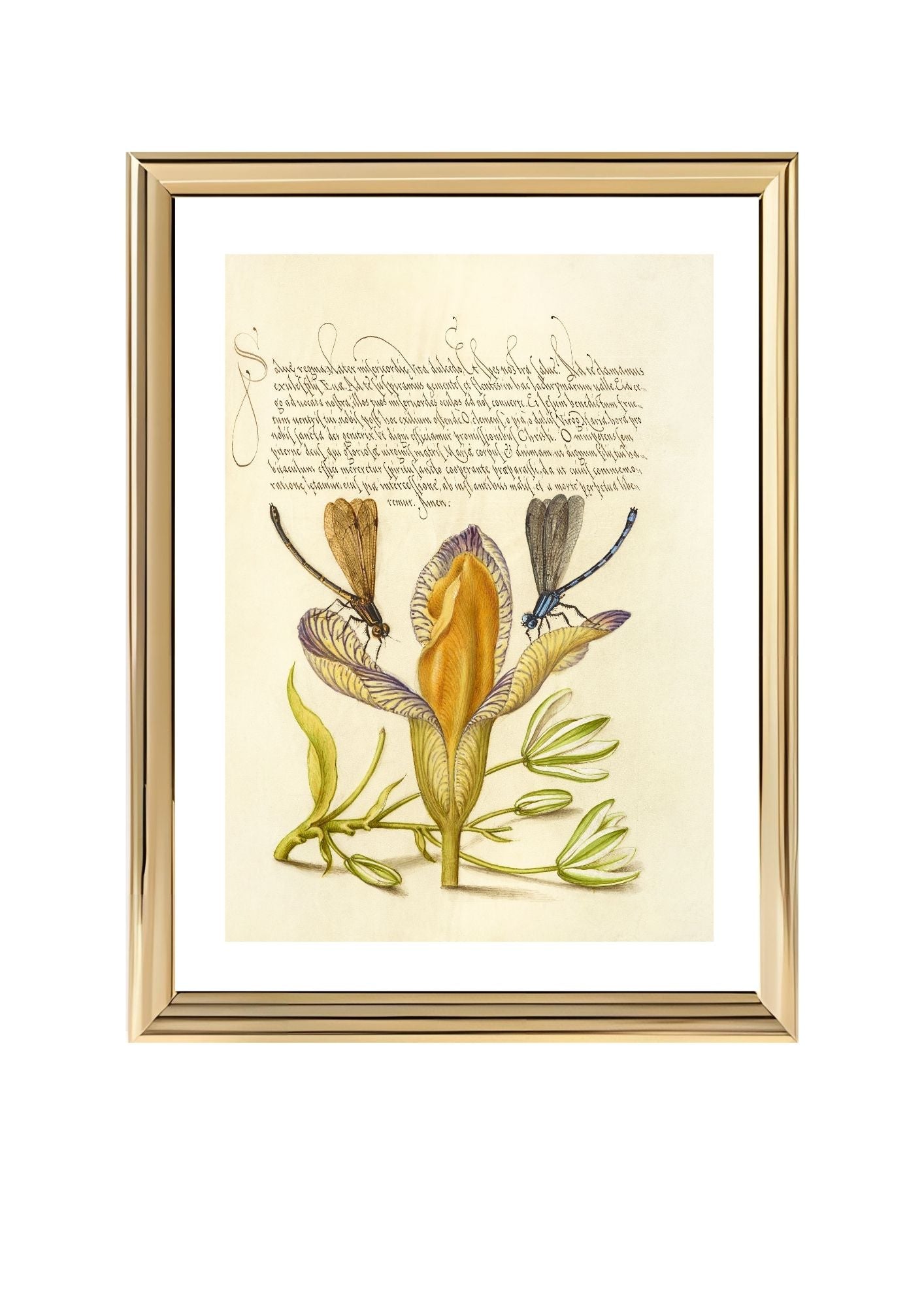 Damselflies, Spanish Iris, and Star-of-Bethlehem