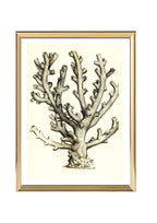 Caryophillia ramea