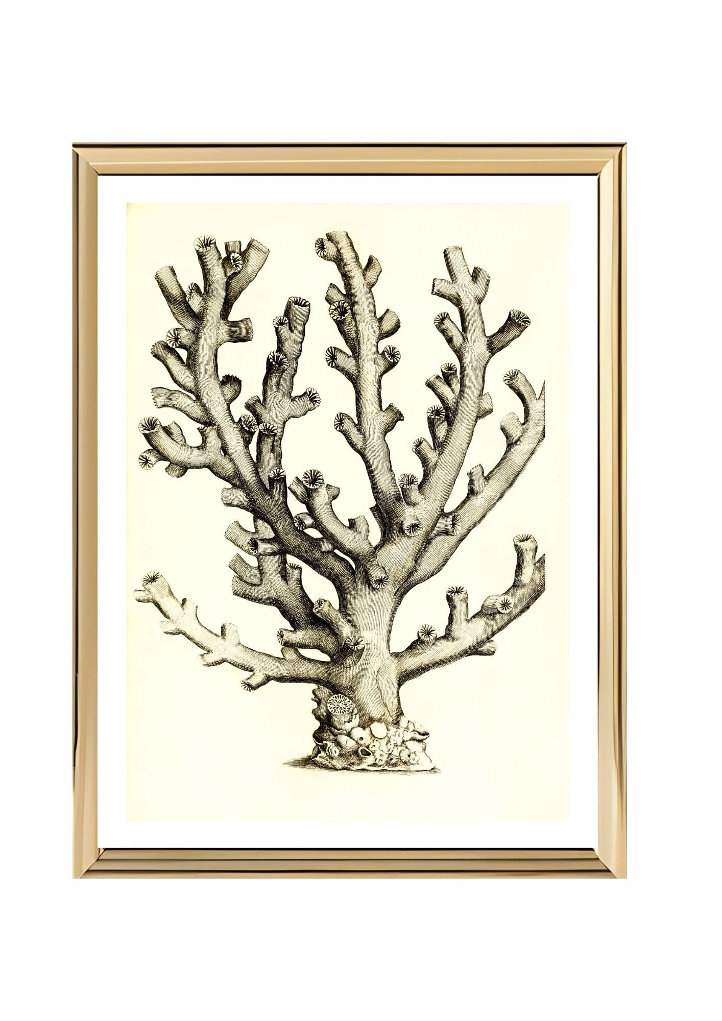 Caryophillia ramea