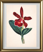 Cattleya Schilleriana Var Concolor