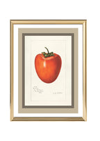 Persimmon