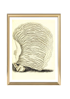 Agaricia undata